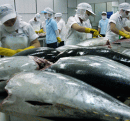 Xuất khẩu thủy sản: Cá ngừ tăng mạnh